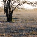 TZA MAR SerengetiNP 2016DEC23 Seronera 027 : 2016, 2016 - African Adventures, Africa, Date, December, Eastern, Mara, Month, Places, Serengeti National Park, Seronera, Tanzania, Trips, Year